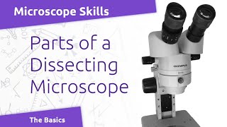 Microscope Basics: Parts of a Stereomicroscope