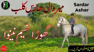 Desi Breed | White Horse | nukra ghora | sardar waqar | mirwal horse club | Neza Bazi | Stud Farm