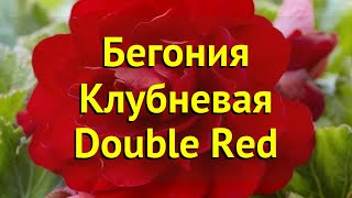 Бегония клубневая Дабл Рэд. Краткий обзор, описание характеристик begonia Double Red