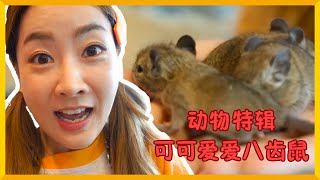 進入動畫電影裡！像小精靈一樣的八齒鼠！| 愛麗和故事 EllieAndStory