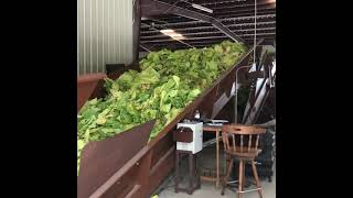 Putting tobacco in the barns - Summer of 2019 #tobacco #ncfarmer #farming