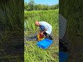 The Awesome Tip Fish Trap/ Amazing Fishing Techniques (EASY And EFFECTIVE) 🎣#shorts #viral #fishing