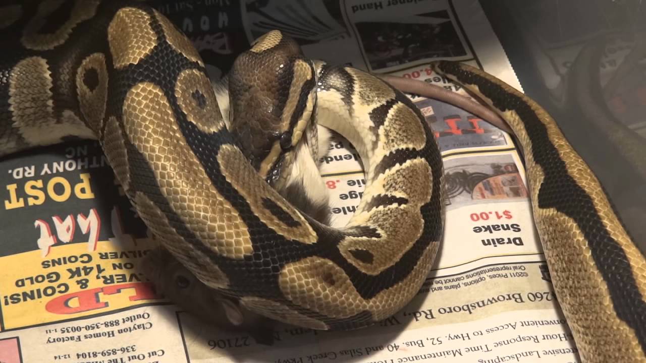 Normal Ball Python Feeding Youtube