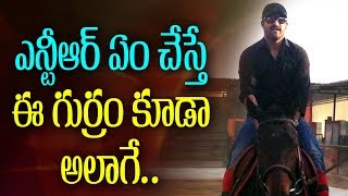 ఎన్టీఆర్ ఏం చేస్తే ఈ గుర్రం కూడా అలాగే | Something Special