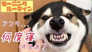 【モーニングルーティン】柴犬大河の場合