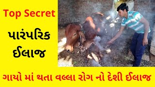 ગાયો માં થતા વલ્લા રોગ નો દેશી ઈલાજ | Cattle Cow Fever Blackleg