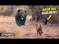 Inilah Momen Bodoh Harimau Berani Menyerang beruang Raksasa! Akibatnya Begini