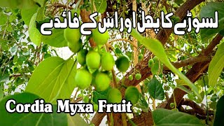 Health Benefits Of Lasoda | Lassora | Cordia Myxa