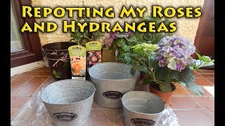 Repotting My Roses and Hydrangeas