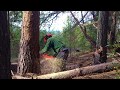 Husqvarna 562 XP | Dead Pine Tree Felling