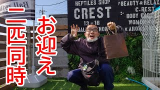 CRESTさんでヤモリを2匹お迎えしました