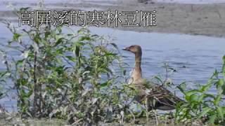 高屏溪的寒林豆雁Taiga Bean Goose