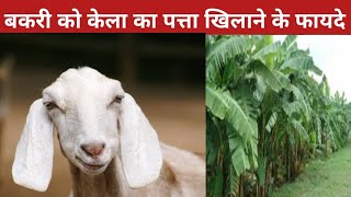 बकरी को केला का पत्ता खिलाने के फायदे #feeding #bananaleaves #goat @vnsgoatfarm