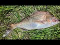 Big 57 cm Snapper Deep In The Yarra river Melbourne fishing about uc Australia