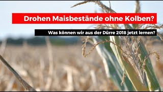 Mais ohne Kolben - Was können wir jetzt aus der Dürre 2018 lernen?