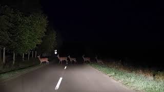 Szarvas vonulás Nógrádban - Deer procession in Nógrád, Hungary