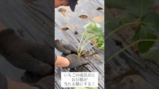 いちごの植え方、大事なポイント！ #家庭菜園 #無農薬 #炭素循環農法