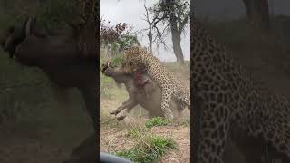 Leopard Ambushes Warthog!