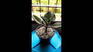 Easy way to multiply Kalanchoe beharensis \