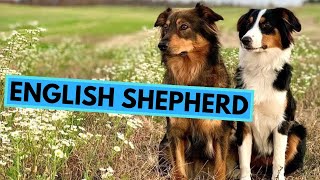 English Shepherd - TOP 10 Interesting Facts