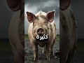 لماذا حرم الله أكل لحم الخنزير 😯 shorts shortvideo