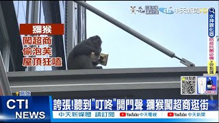 【每日必看】驚呆!獼猴逛超商偷泡芙 爬屋頂大口狂吃 @中天新聞CtiNews  20220731