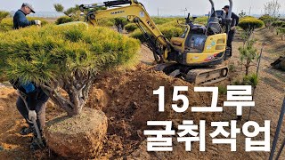 15그루 소나무 시집 보냅니다~/소나무구매하기/김포소나무/일산소나무/황금반송/둥근소나무/둥근반송/조경수/정원수/판매/소나무분양/소나무선물/전원주택나무/WOOD/PINETREE/