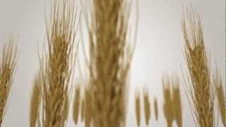 Secrets of Plant Cell Walls