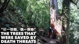 LOGGING THESE TREES WOULD HAVE GOTTEN YOU KILLED | 「砍一棵樹、償一條命」鎮西堡一天行 -巨木群 + 教會歷史 (有中文字幕)