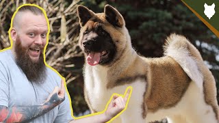 ARE AKITA GOOD FOR FIRST TIME OWNERS