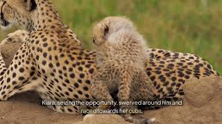 🦁 Cheetah vs. Lion: Epic Showdown! 💥 (Mother's Courage)