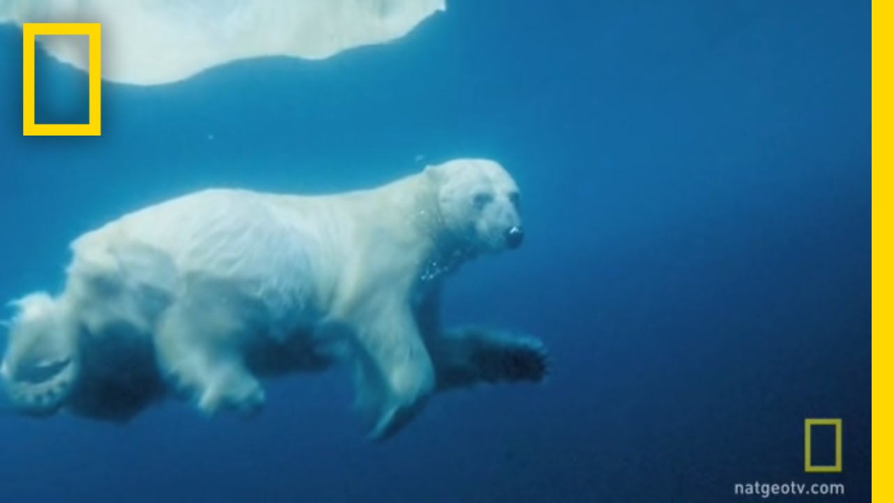 Polar Bear Swimming In Ice