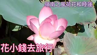 嶺南之風荷花和睡蓮@香港賞花2021 Nelumbo nucifera 蓮の花 \u0026 Nymphaea tetragona スイレン ,  Lingnan Garden , Hong Kong