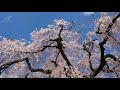 宇陀市室生区 西光寺の枝垂れ桜