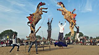 ऊँट का धमाकेदार डांस दिल दहलाने वाला ||NEW TAREDING DANCING VIDEOS ||CAMEL DANCE #viral #dance