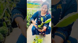 শীতের ফুলের গাছের দাম /flower plant winter#viralvideo #minivlog #shorts @wow plants