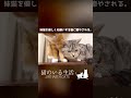 妹猫を優しく毛繕いする猫に癒やされる。 shorts