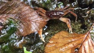 Japanese Freshwater Crab Sawagani