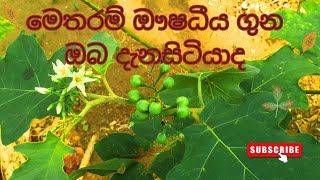 තිත්බටු | රස ගුන පිරි තිබ්බටු | 2024