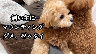 妹が飼い主にマウンティングしたら厳しく怒ってくれる姉【トイプードル マルプー】