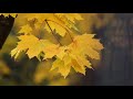 MagiCXbeats - Autumn Colors