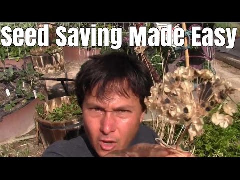 How to Save Seeds from 10 Vegetables in Your Garden How to Save Seeds from 10 Vegetables in Your Garden