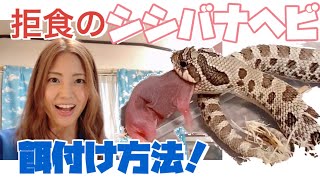 シシバナヘビお迎えしました！