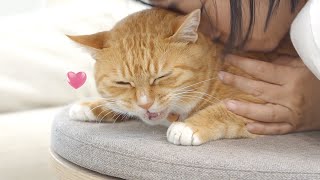 Actions Cats Do Only To Mom Cats