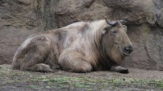 くつろぐひと時　Relaxing time  Alpine Chamois \u0026 Tarkin 　ターキン、シャモア　多摩動物公園