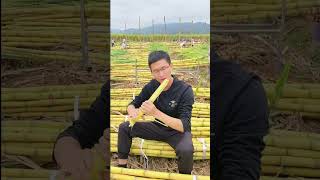 High Quality Cane agricultural Product | For Supply  Sugarcane Enterprise #Shorts159