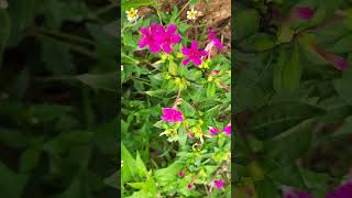 kaalayak nethi hendirikka mal asiriya, All the days beautiful hendirikka flowers ,හෙන්දිරික්කා මල්