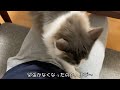 maine coon kitten that hardens in fear of an earthquake