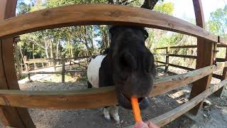 ポニーがニンジンを食べるだけASMR Nothing but pony eating carrot