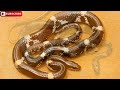 இந்திய ஓநாய் பாம்பு உண்மையில் ஆபத்தா indian wolf snake facts about snake